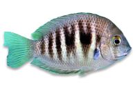 Seafishes